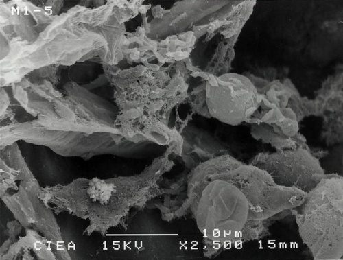 Ученые разработали воздухоочистительный фильтр из арахисовой скорлупы - фото 1